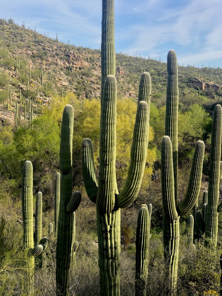 cactuses